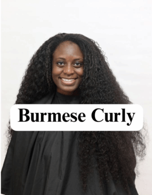 Burmese Curly
